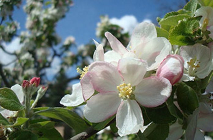 Blühender Apfelbaum Blühender Apfelbaum