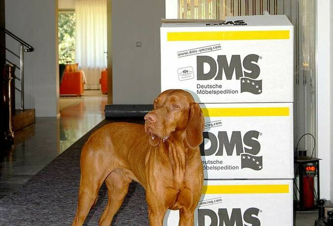 Hund vor Umzugskartons
