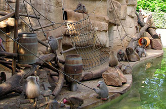 Affen im Kölner Zoo Affen im Kölner Zoo