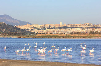 Naturpark Molentargius